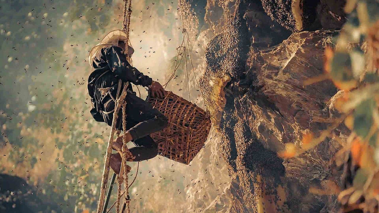 Gurung honey hunter on a rope ladder harvesting mad honey from a Himalayan cliff in Nepal